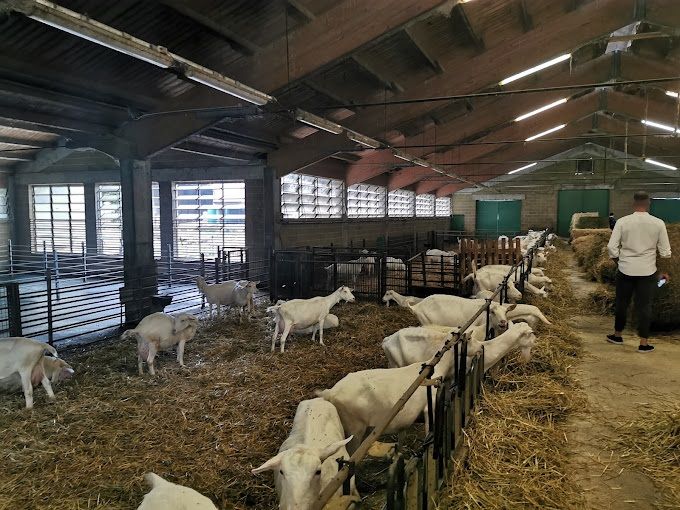 LATTE E FORMAGGIO DI CAPRA