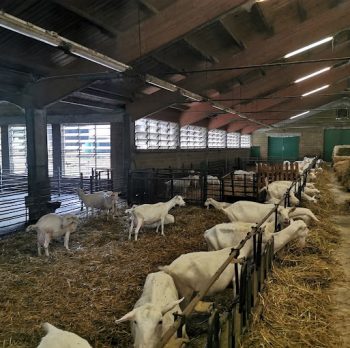 LATTE E FORMAGGIO DI CAPRA